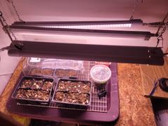 Sunco Lighting SuncoGrow, LED Grow Light, 2ft, 20W Full Spectrum, Linkable Review