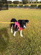 Shop Sunny Tails Cloud White Wide 4-in-1 Convertible Hands Free Cloud Dog Leash Review