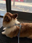 Shop Sunny Tails Pistachio Green Cloud Lite Dog Harness Review