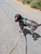 Shop Sunny Tails Best Sellers Harness & Treat Pouch Bundle Wide Review