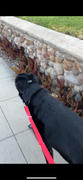 Shop Sunny Tails Mulberry Burgundy 4-in-1 Convertible Hands Free Cloud Dog Leash Review