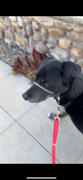 Shop Sunny Tails Mulberry Burgundy 4-in-1 Convertible Hands Free Cloud Dog Leash Review