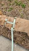 Shop Sunny Tails Cloud Lite Dog Harness Bundle Wide Review