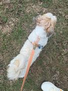 Shop Sunny Tails Lavender Haze Cloud Lite Dog Harness Review