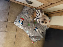 Saint James USA PARISIAN PUP SHIRT - Authentic Breton Shirt for Dog | Heavyweight Cotton (ECRU / NAVY) Review