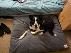 The Life of Riley The Original Dog Bed Review