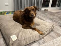 The Life of Riley The Original Dog Bed Review