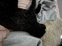 The Life of Riley 100% NZ Wool Blankets Review
