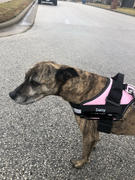 Paw Roll Personalized PawRoll™ Harness (2022) Review