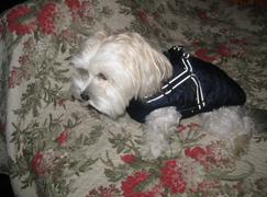 Paw Roll PawRoll Dog Winter Jacket Review