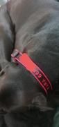 Paw Roll Personalized PawRoll™ Dog Nylon Collar (2022) Review