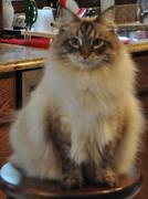 FELIWAY Shop FELIWAY® Classic Diffuser Kit Review