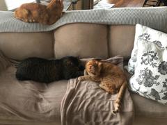 FELIWAY Shop FELIWAY® Multicat Diffuser Kit Review
