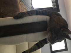 FELIWAY Shop FELIWAY® Multicat Diffuser Kit Review