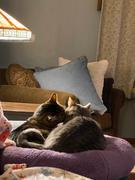 FELIWAY Shop FELIWAY® Multicat Diffuser Kit Review