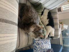 FELIWAY Shop FELIWAY® Multicat Diffuser Kit Review
