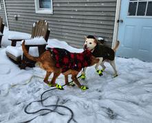 Wilderdog Dog Booties Review