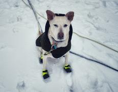 Wilderdog Dog Booties Review