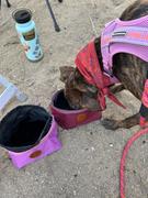 Wilderdog Backpacking Bowl Review