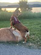 Dog Harness