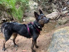 Wilderdog Dog Harness Review