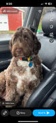 Wilderdog Pacific Blue Waterproof Collar Review