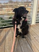 Wilderdog Pacific Blue Waterproof Collar Review