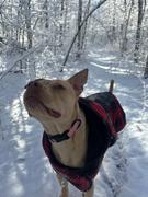 Wilderdog Plaid Shacket Review