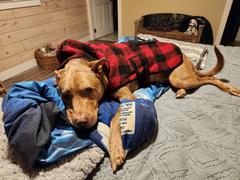 Wilderdog Plaid Shacket Review