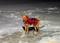 Wilderdog Plaid Shacket Review