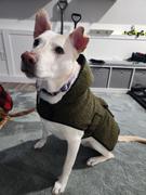 Wilderdog Plaid Shacket Review