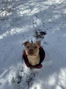 Wilderdog Plaid Shacket Review
