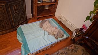 Wilderdog Memory Foam Dog Bed Review