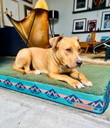 Wilderdog Memory Foam Dog Bed Review