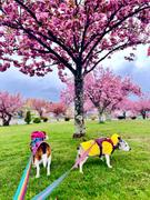 Wilderdog Dog Rain Jacket Review