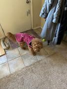 Wilderdog Dog Rain Jacket Review