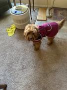 Wilderdog Dog Rain Jacket Review