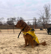 Wilderdog Dog Rain Jacket Review