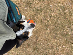 Wilderdog Dog Training Treat Pouch Review