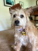 Wilderdog Pacific Blue Waterproof Collar Review