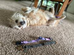 Wilderdog Pacific Blue Waterproof Collar Review