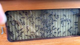 Flow Hive US  Review