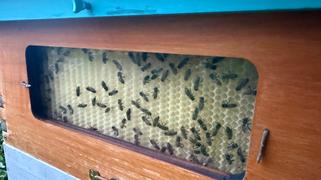 Flow Hive US  Review