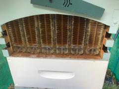 Flow Hive UK  Review