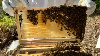 Flow Hive  Review