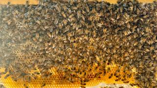 Flow Hive  Review
