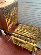 Flow Hive US  Review