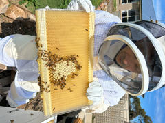 Flow Hive US  Review