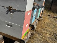 Flow Hive US  Review