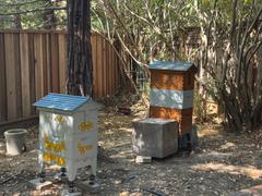 Flow Hive US  Review